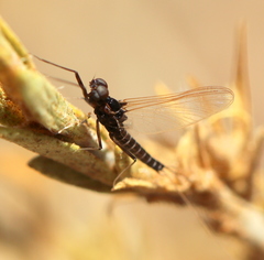 Ephemeroptera
