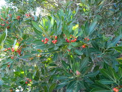 Allophylus natalensis