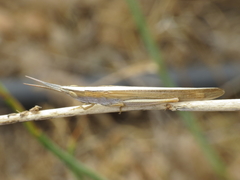 Brachycrotaphus tryxalicerus