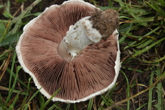 Agaricus