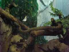 Chilabothrus subflavus