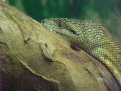 Chilabothrus subflavus