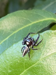Opisthoncus mordax