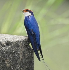 Hirundo smithii