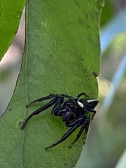 Opisthoncus mordax
