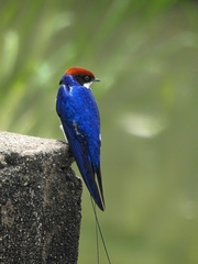 Hirundo smithii