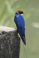 Hirundo smithii