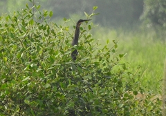 Ixobrychus flavicollis