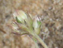 Hermas capitata