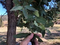 Eucalyptus melanophloia