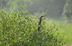 Ixobrychus flavicollis