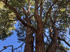 Eucalyptus melanophloia