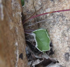 Hermas capitata