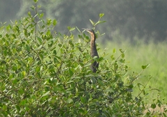 Ixobrychus flavicollis