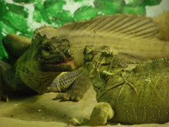 Hydrosaurus pustulatus