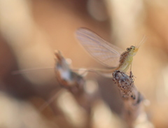 Ephemeroptera