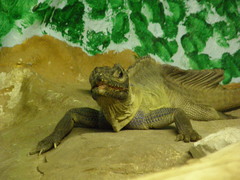 Hydrosaurus pustulatus