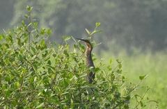 Ixobrychus flavicollis