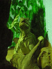 Hydrosaurus pustulatus