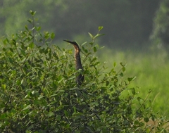 Ixobrychus flavicollis