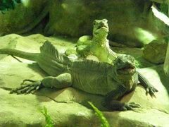 Hydrosaurus pustulatus