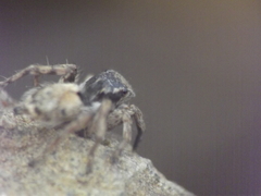 Stenaelurillus vyaghri