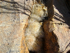 Mammillaria guelzowiana