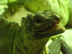 Hydrosaurus pustulatus