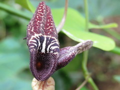 Aristolochia carterae