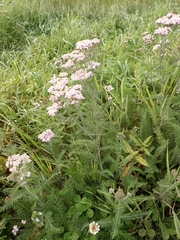 Achillea asiatica
