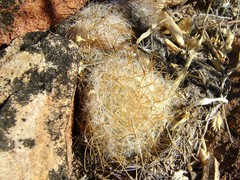 Mammillaria guelzowiana
