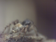 Stenaelurillus vyaghri