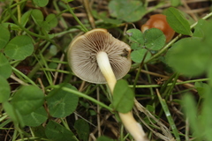 Agaricales
