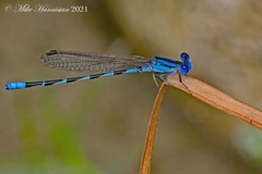 Argia leonorae