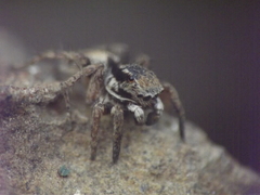 Stenaelurillus vyaghri