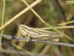Euchorthippus chopardi