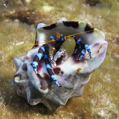 Calcinus elegans