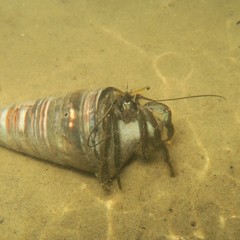 Clibanarius longitarsus