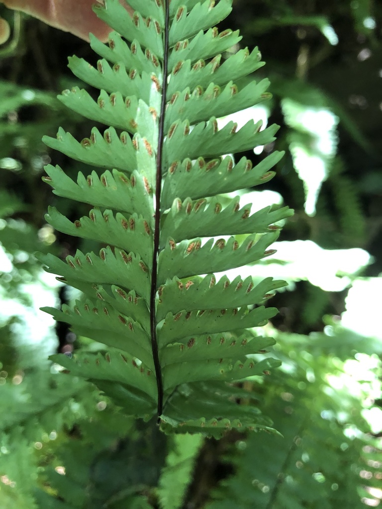 Hymenasplenium cheilosorum