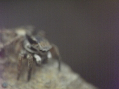 Stenaelurillus vyaghri