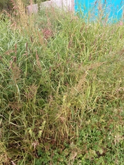 Alopecurus arundinaceus