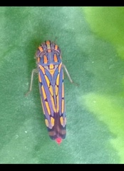 Apogonalia stalii