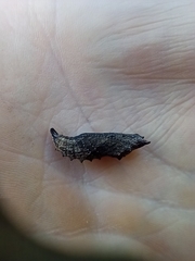 Nymphalis xanthomelas