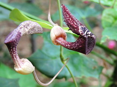 Aristolochia carterae