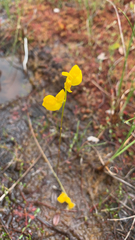 Utricularia cornuta