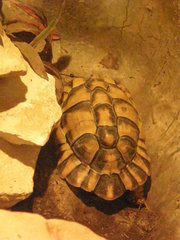 Testudo kleinmanni