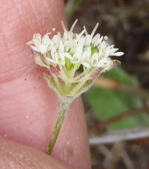 Hermas capitata