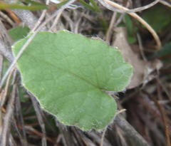 Hermas capitata