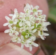 Hermas capitata