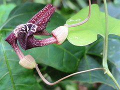 Aristolochia carterae
